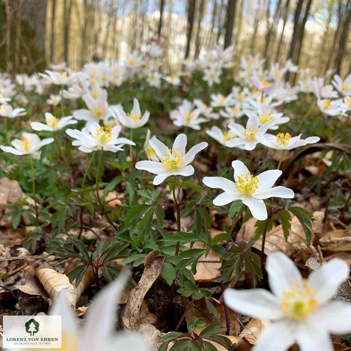 Anemone nemorosa