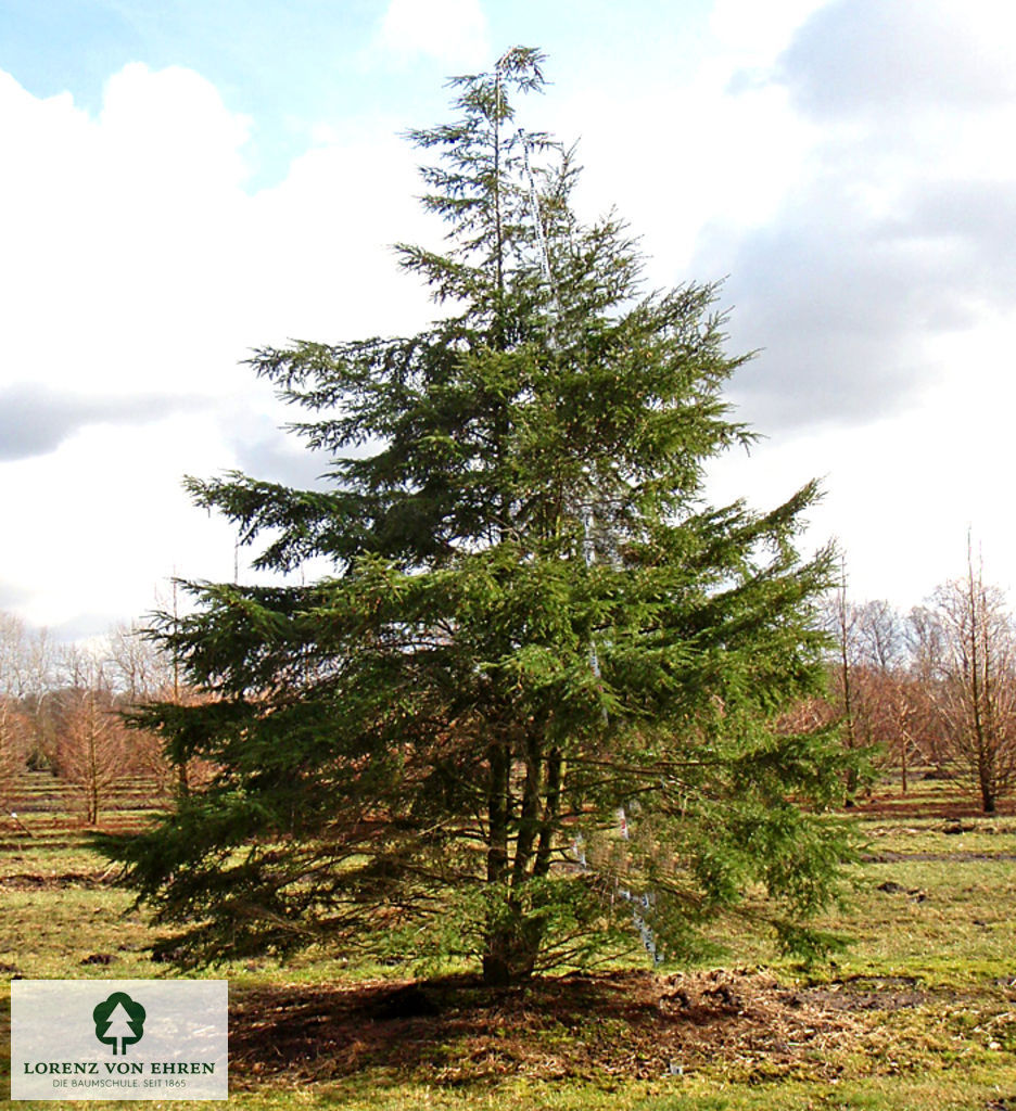 Tsuga canadensis