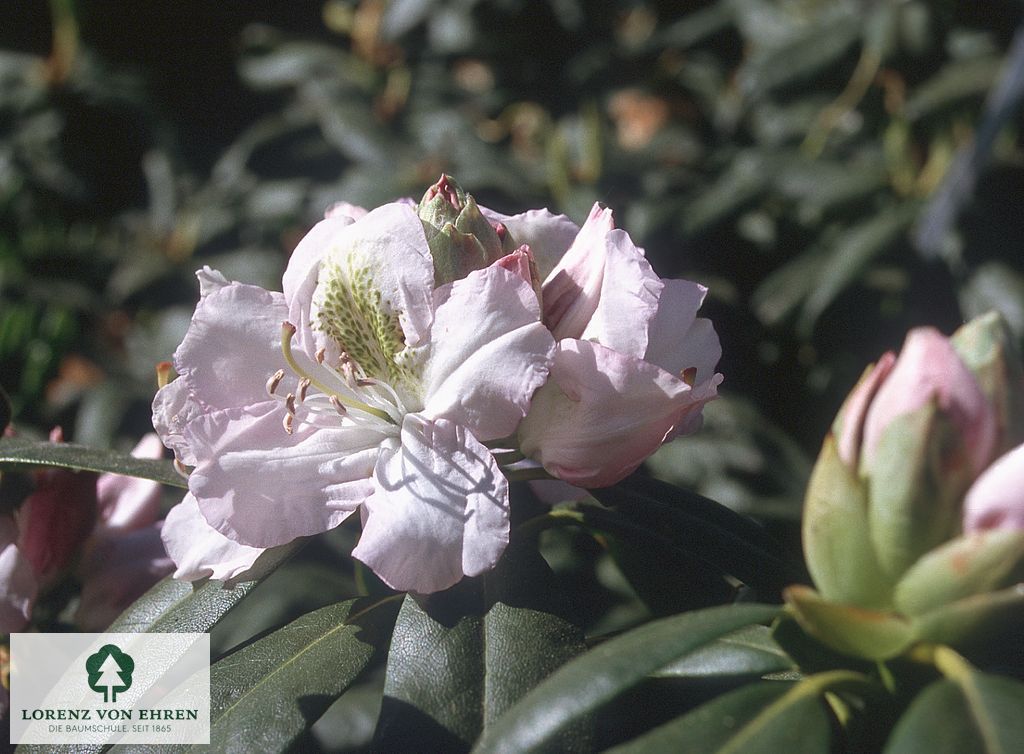 Rhododendron Hybride 'Memoir'
