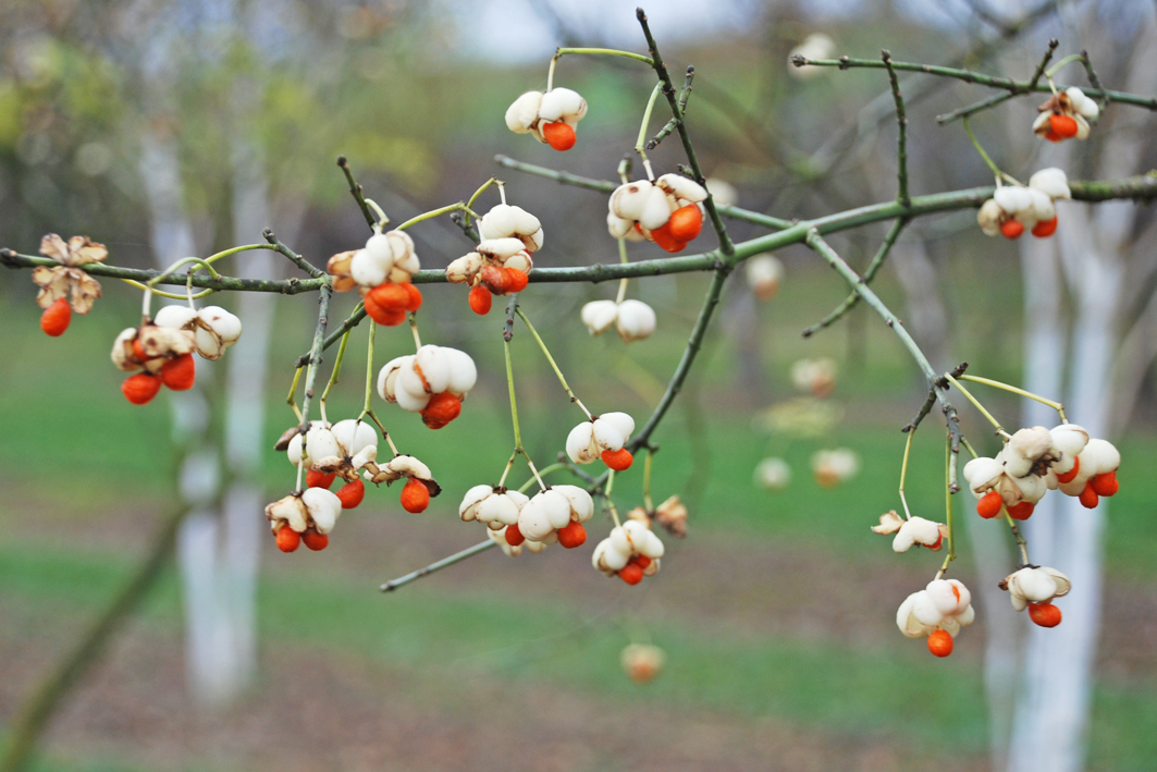 Euonymus yedoensis Unikat