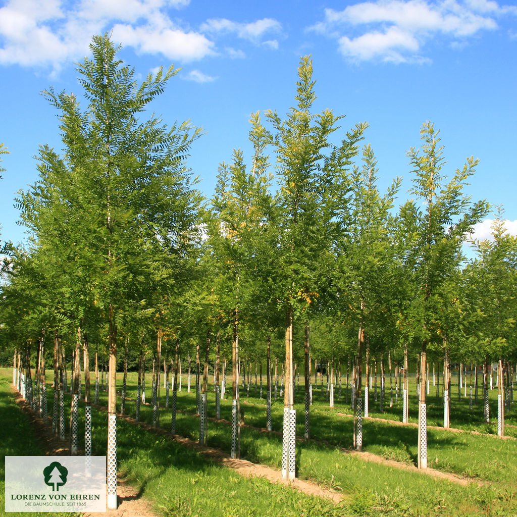 Sophora japonica 'Regent'