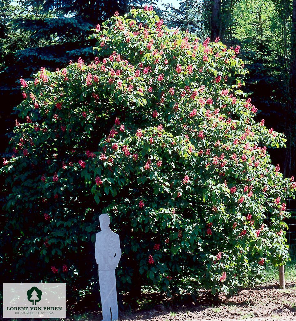 Aesculus carnea 'Briotii'