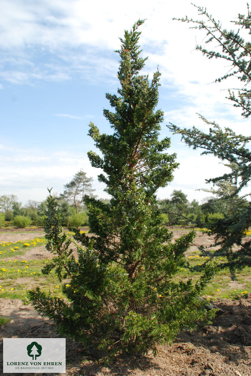 Juniperus virginiana 'Canaertii'