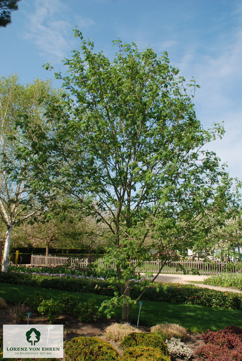 Sorbus aucuparia