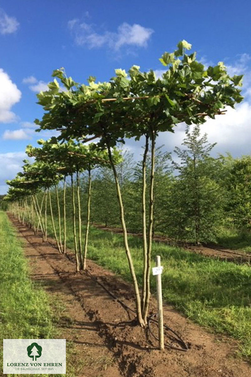 Platanus acerifolia