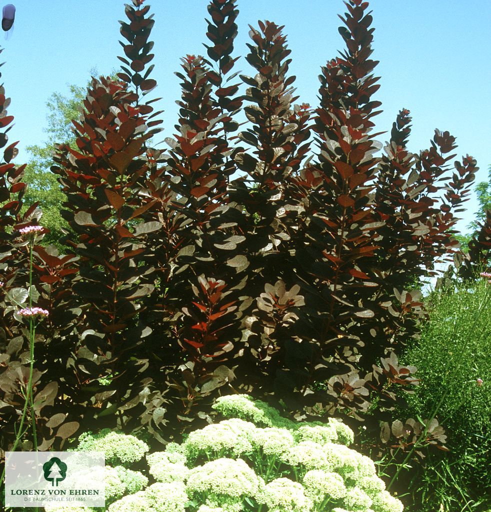 Cotinus coggygria 'Royal Purple'