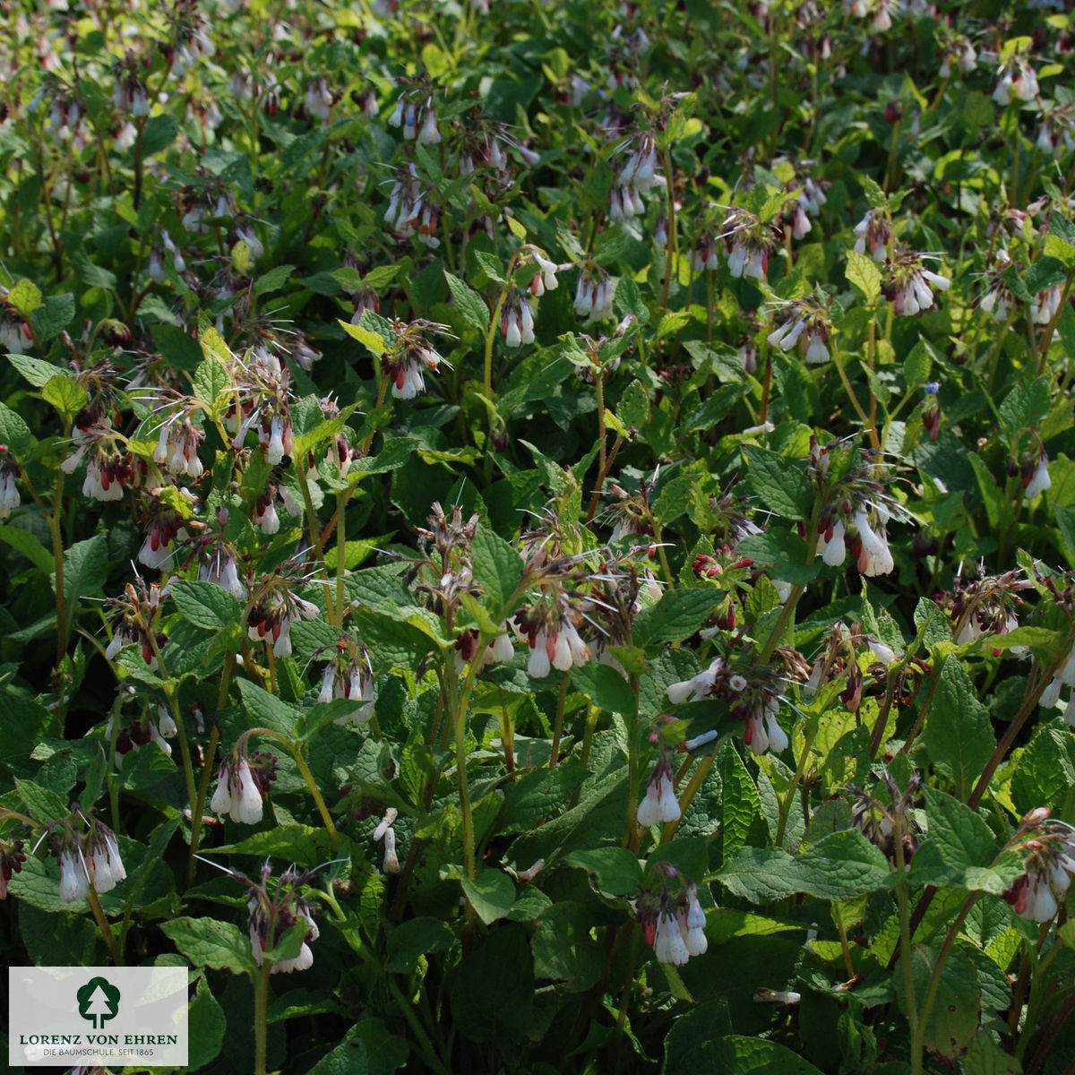 Symphytum grandiflorum