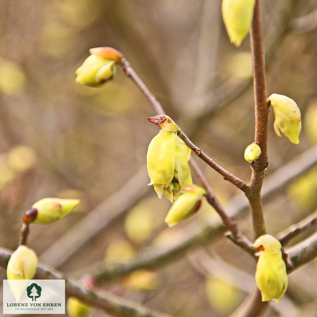 Corylopsis pauciflora