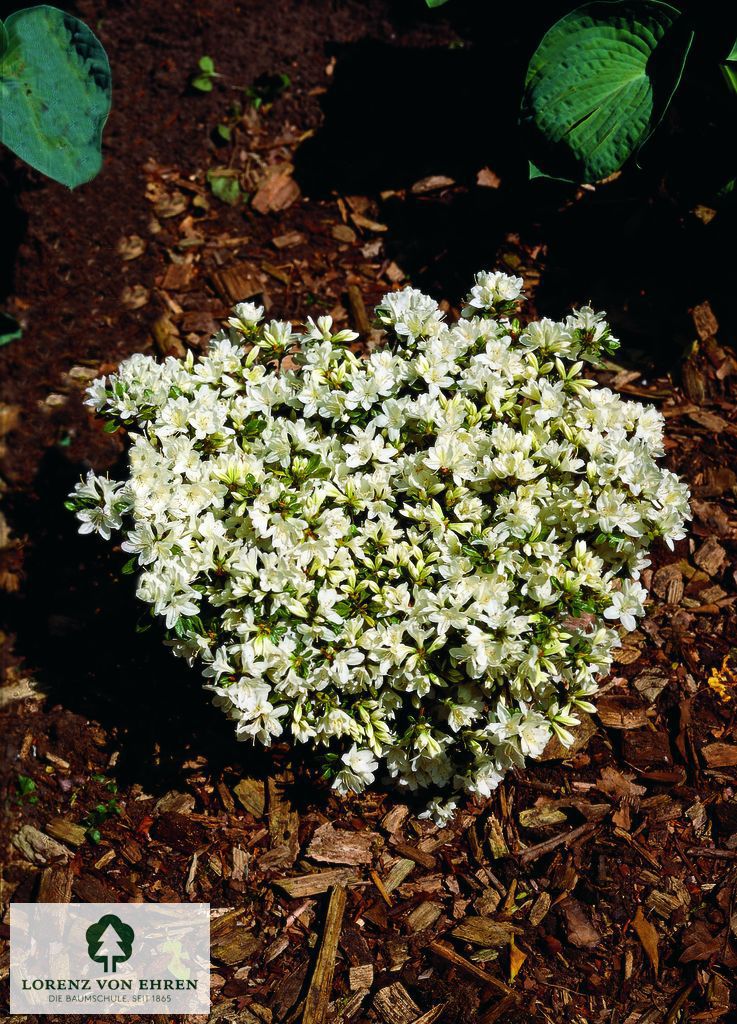 Rhododendron Japanische Azalee 'Kermesina Alba'