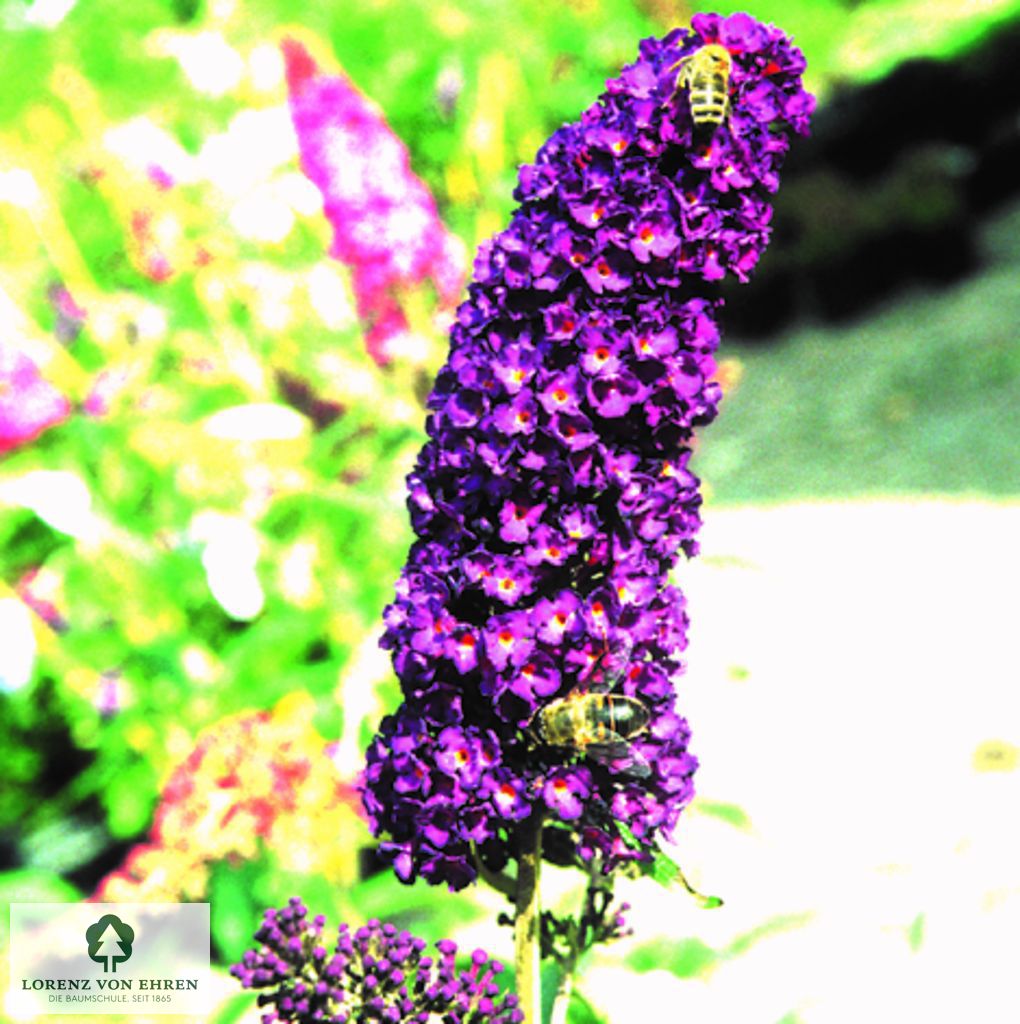 Buddleja davidii 'Black Knight'