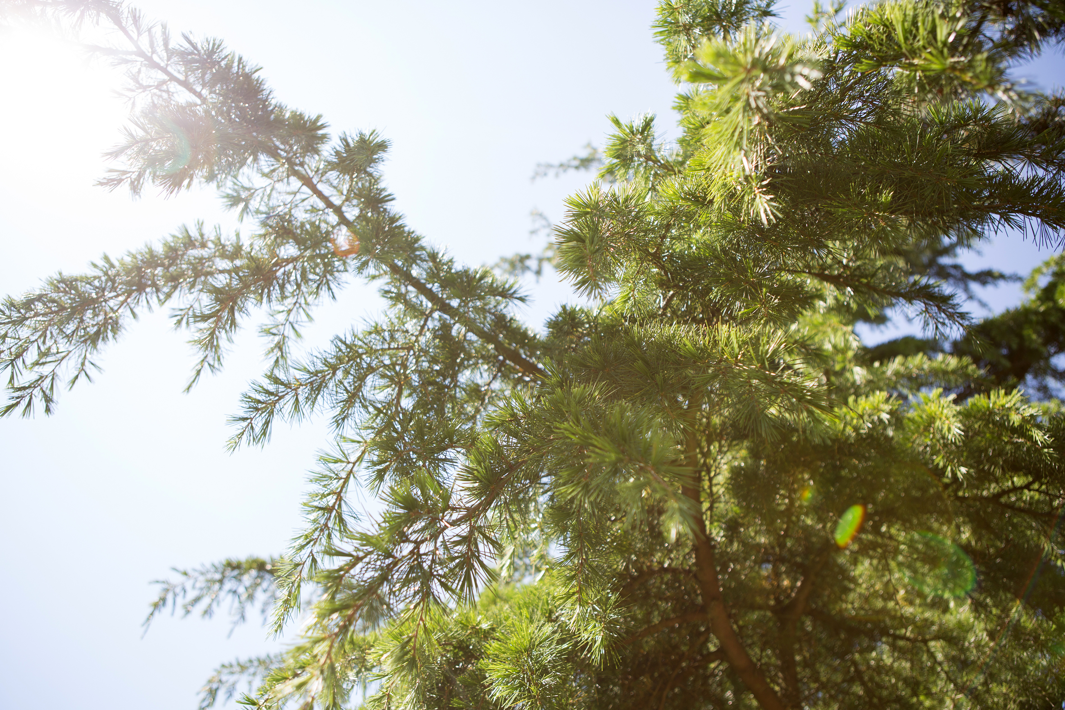 Cedrus deodara Unikat