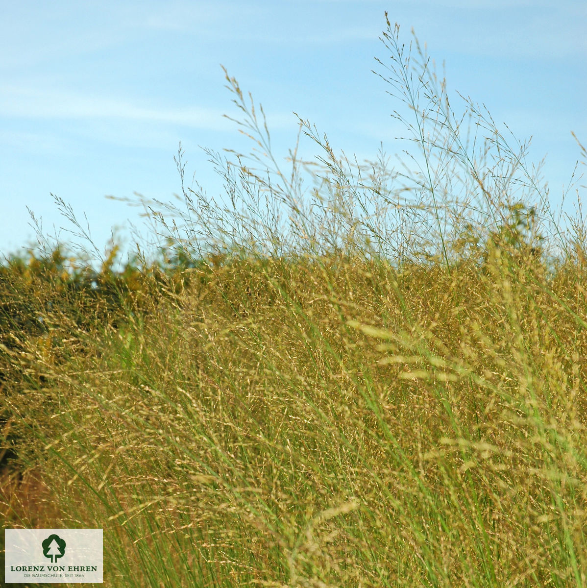Molinia arundinacea 'Transparent'