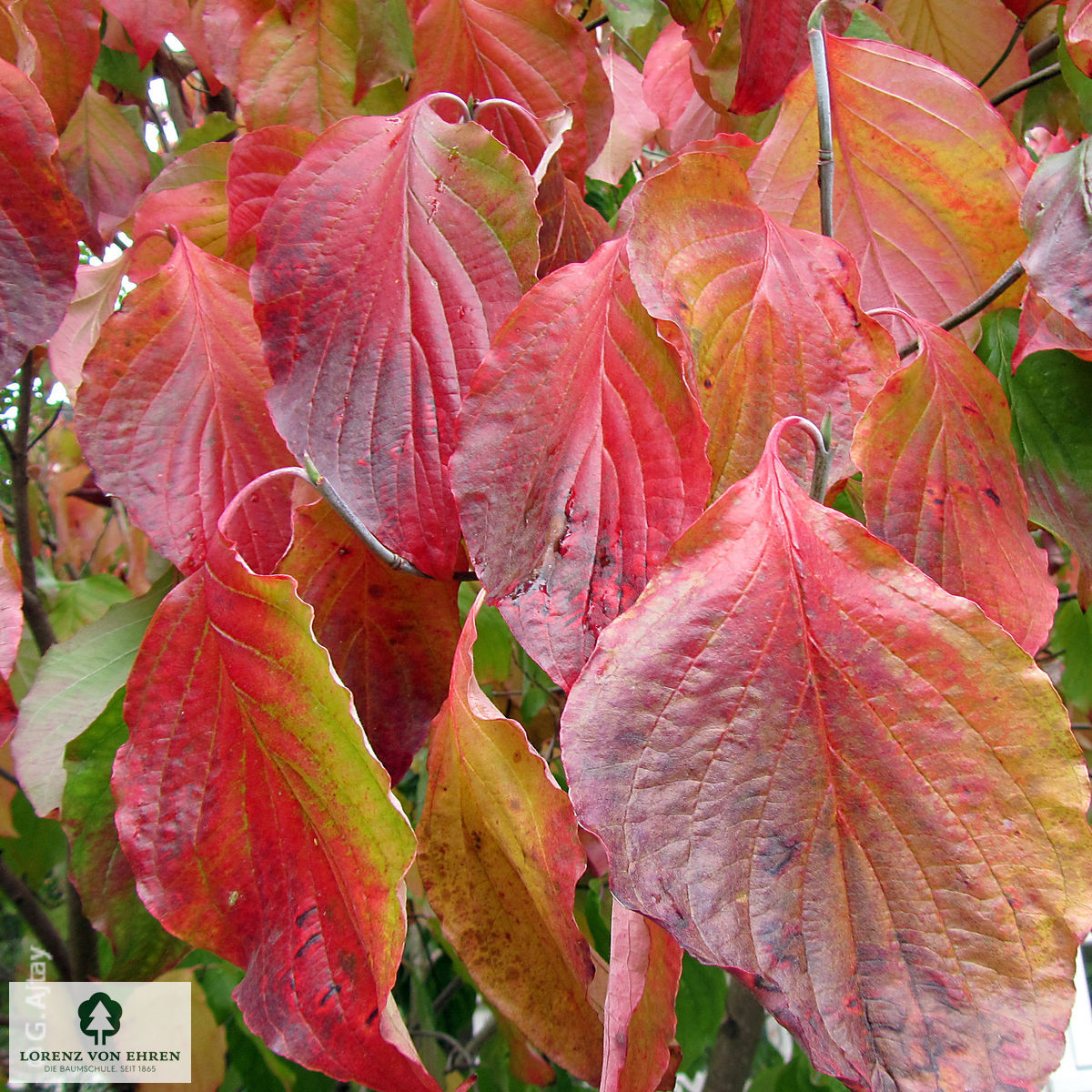 Cornus florida