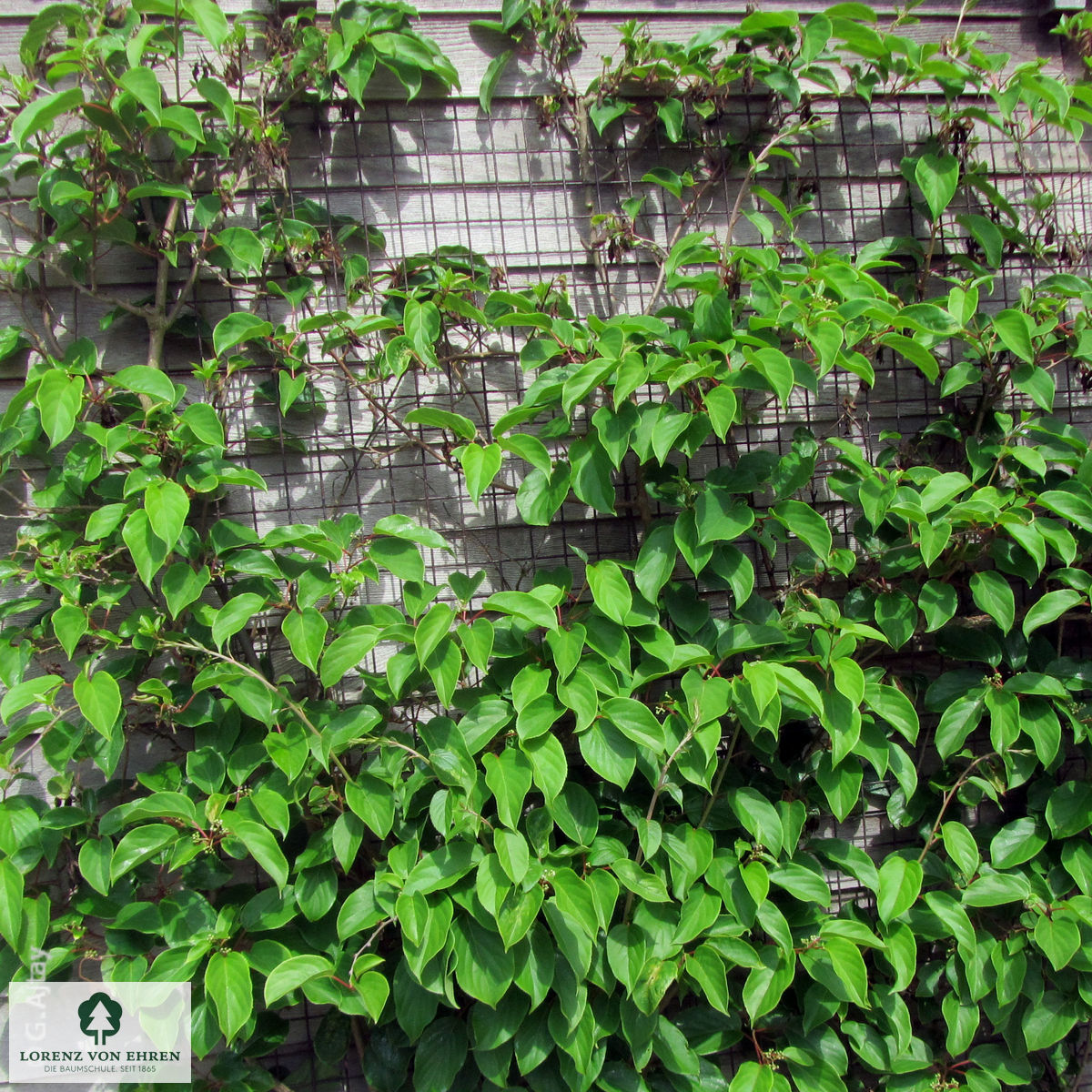 Actinidia arguta