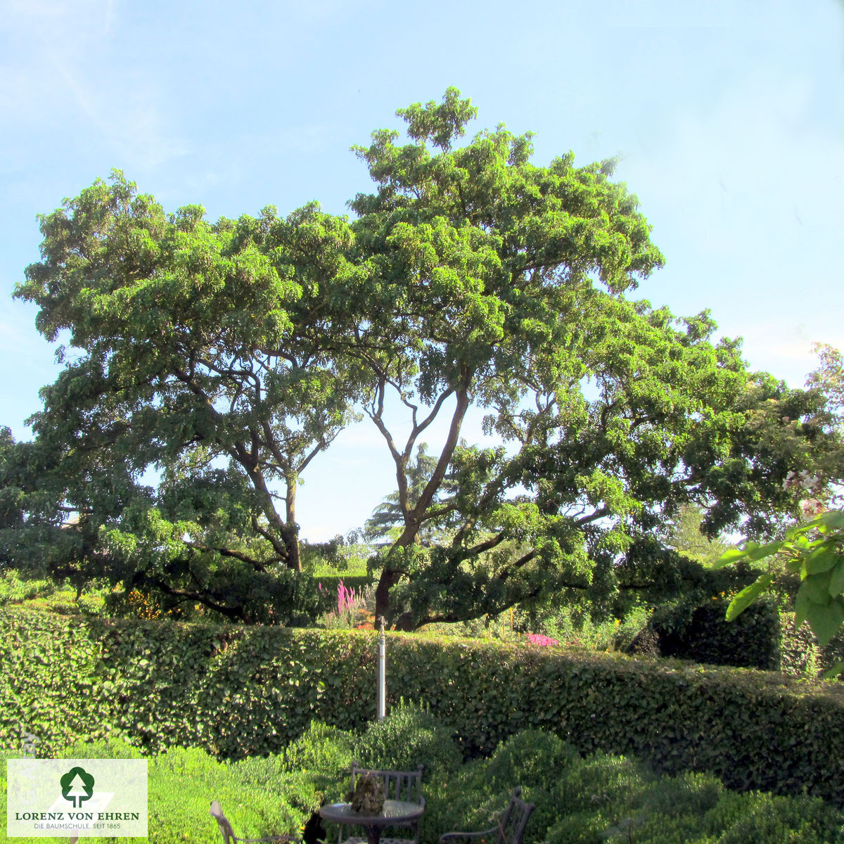 Robinia pseudoacacia 'Tortuosa'