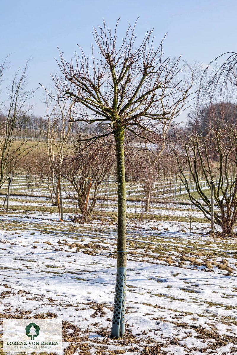 Tilia cordata 'Green Globe'