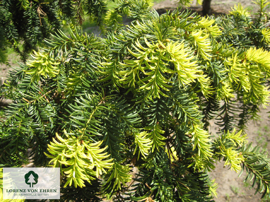 Taxus baccata 'Dovastoniana Aurea'