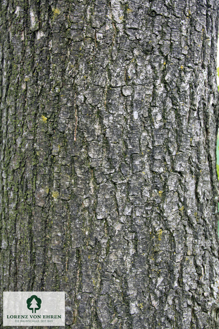 Ulmus hollandica 'Lobel'