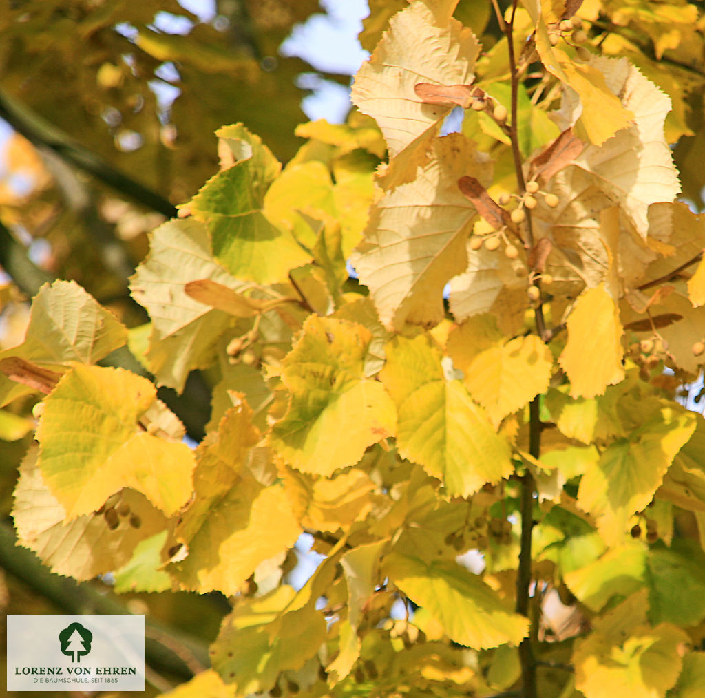 Tilia tomentosa 'Brabant'