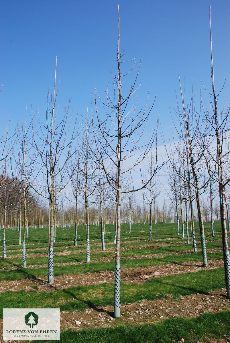 Malus domestica 'Jonagold'