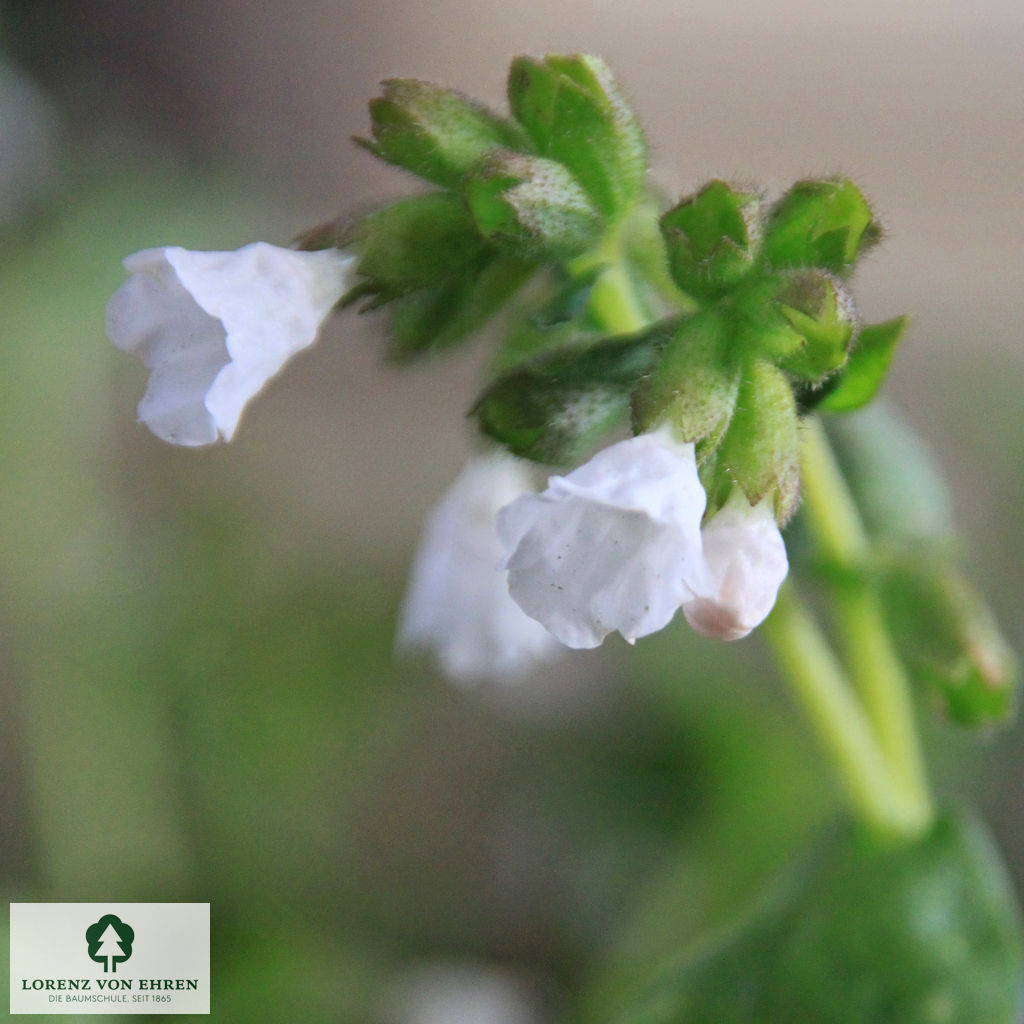 Pulmonaria officinalis 'Sissinghurst White'