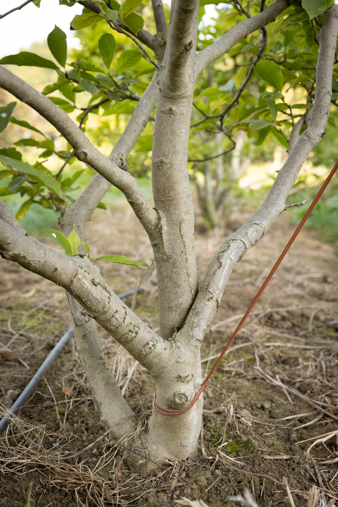 Magnolia soulangeana Bonsai