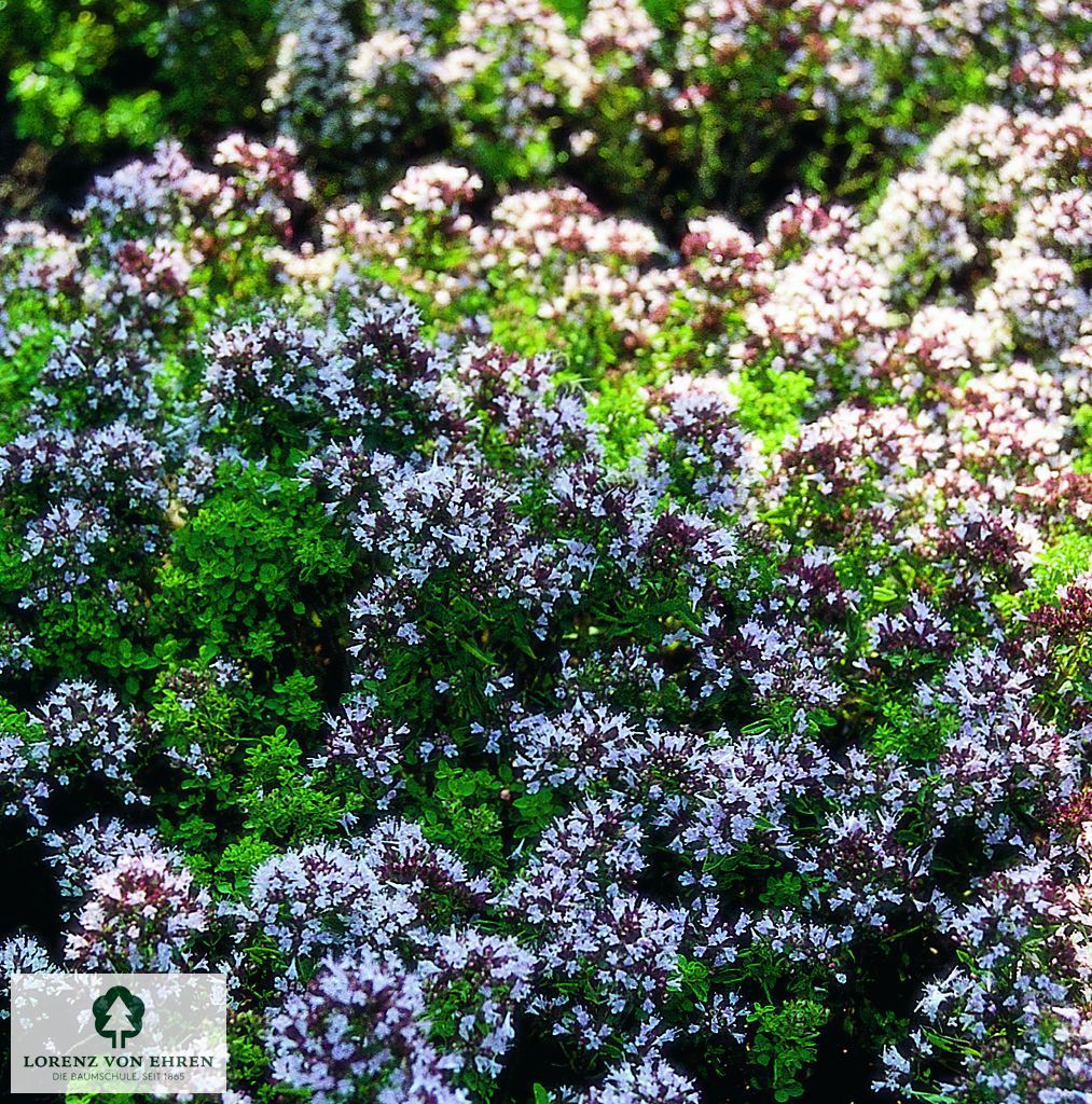 Origanum vulgare 'Compactum'