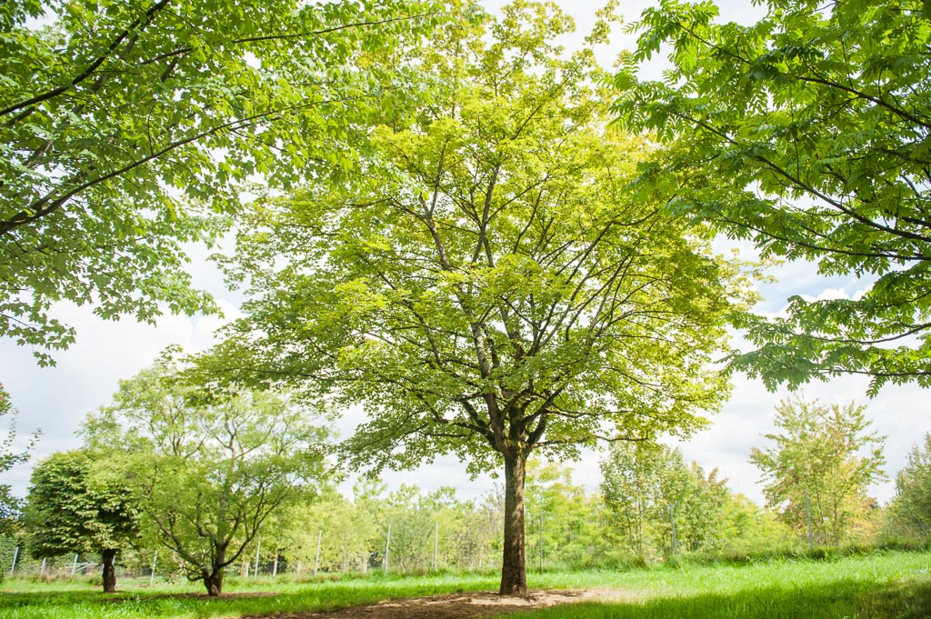 Acer neglectum 'Annae' Unikat