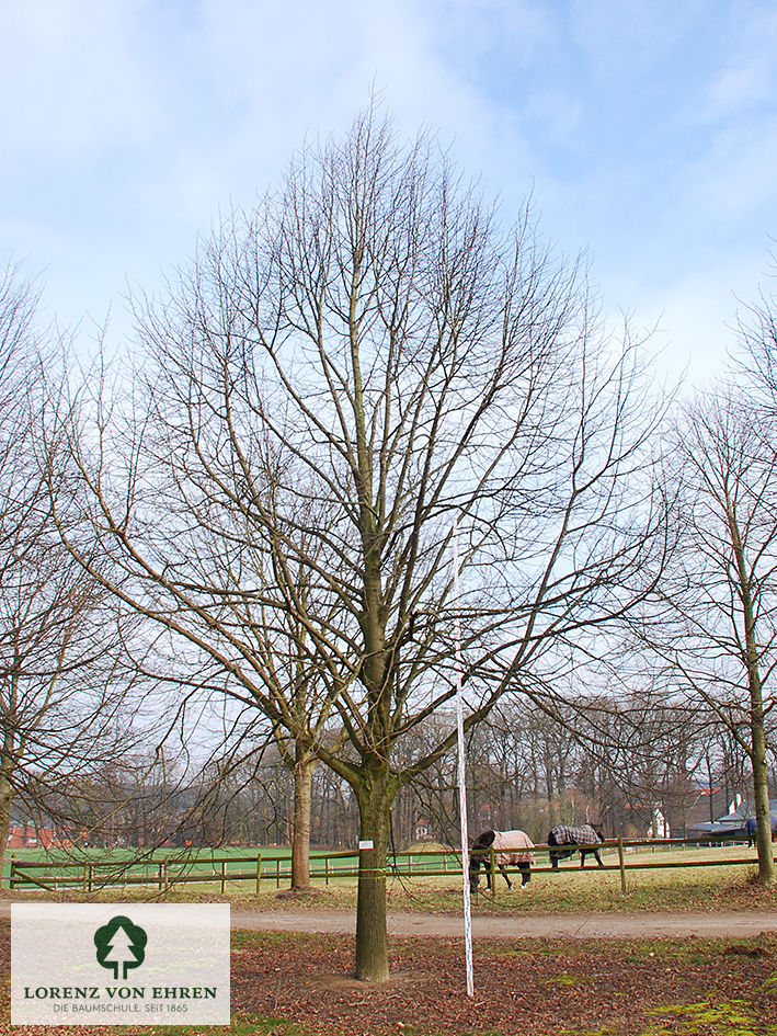 Tilia europaea