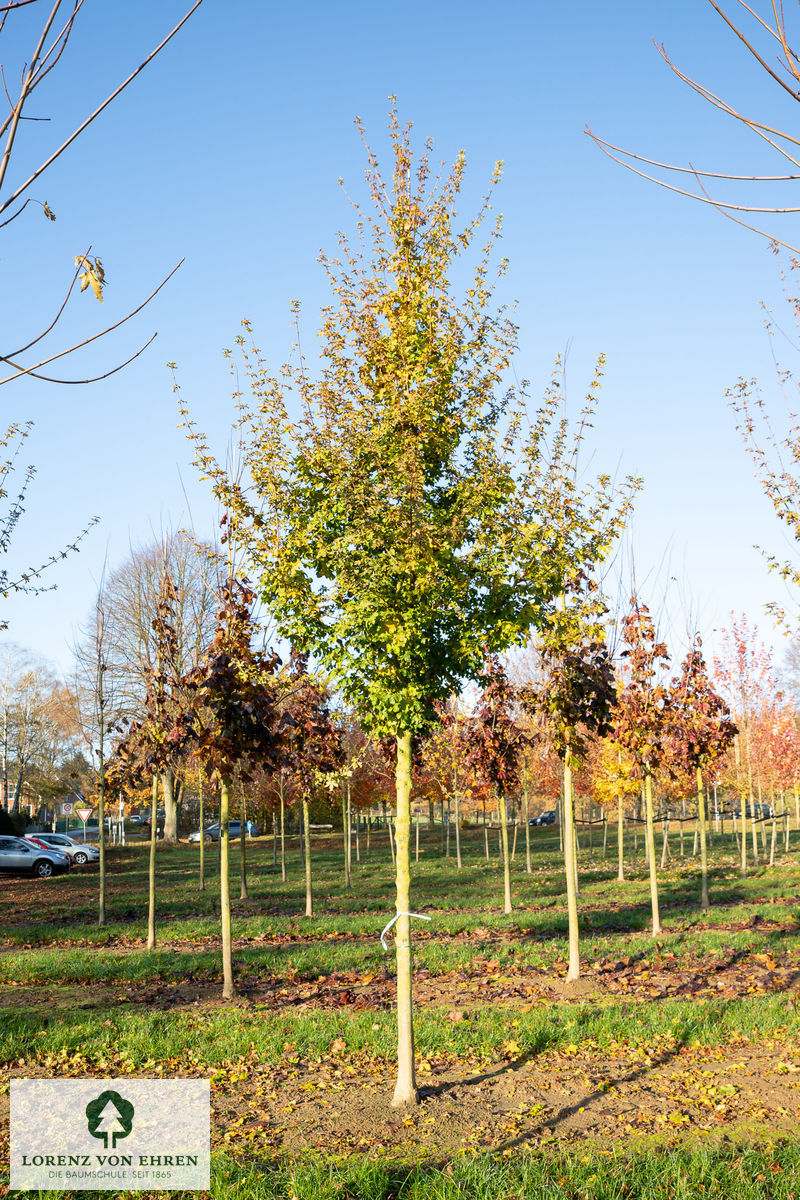 Acer campestre 'Elsrijk'