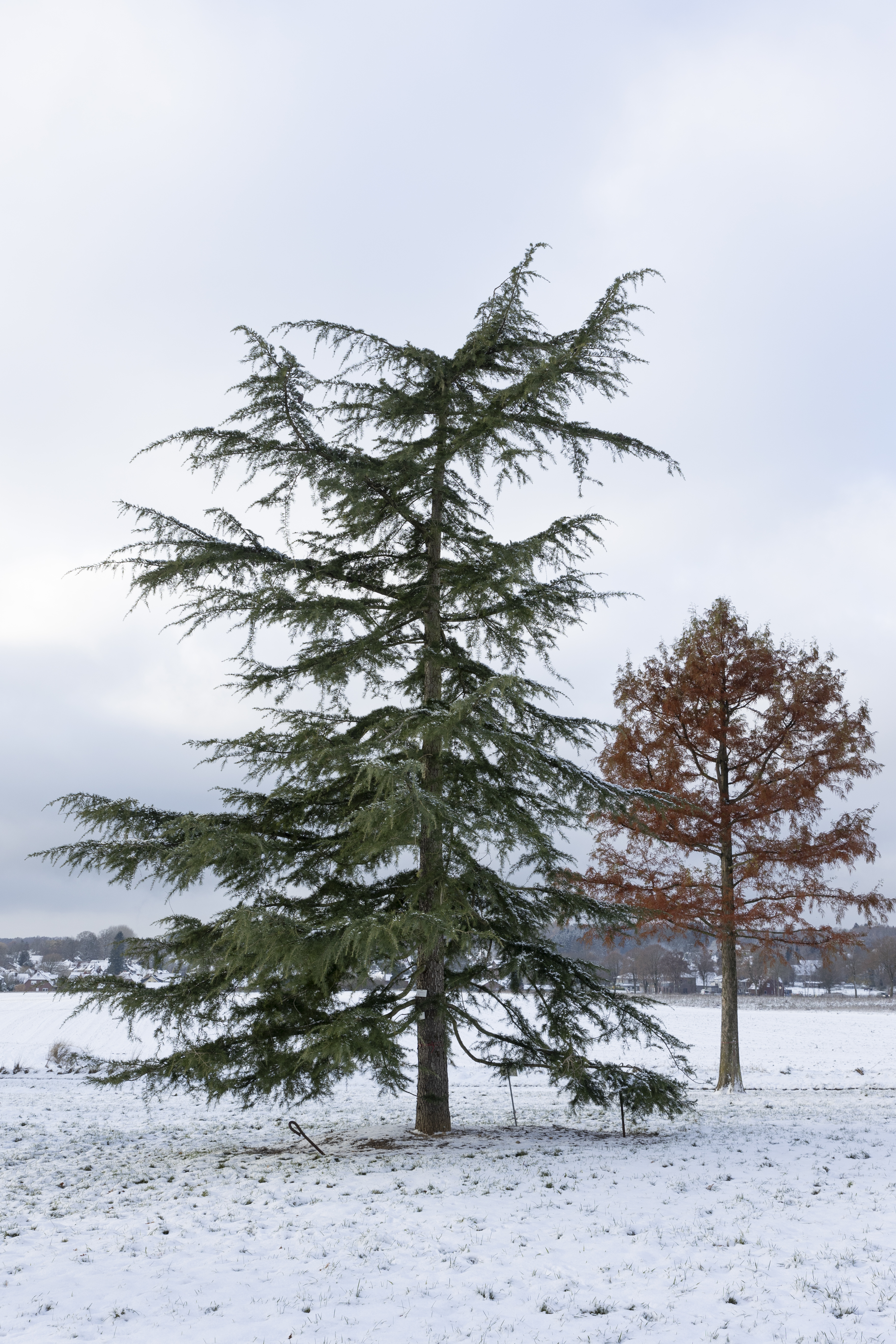 Cedrus deodara Unikat