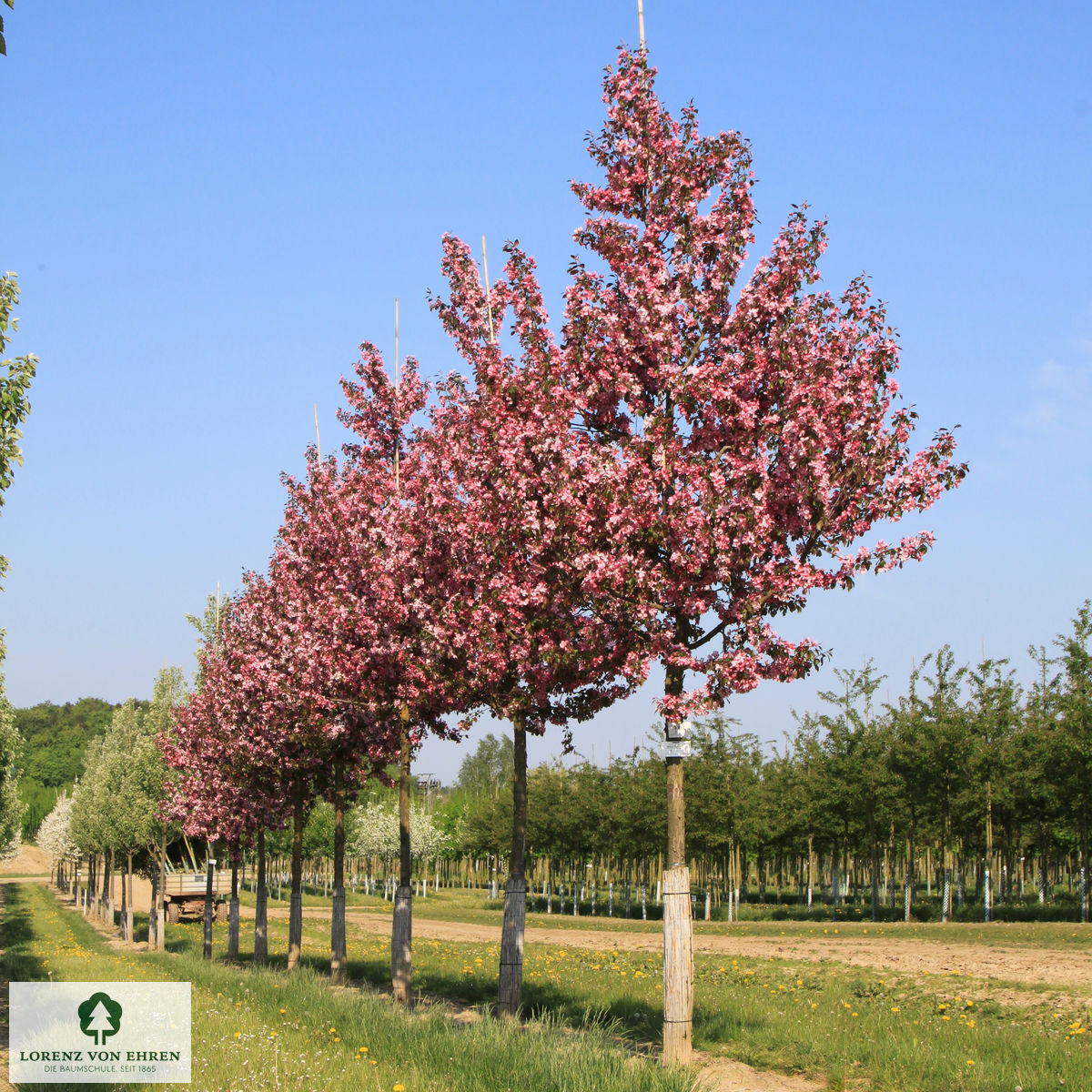 Malus 'Rudolph'