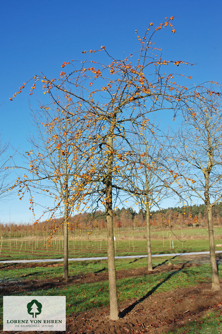 Malus 'Butterball'