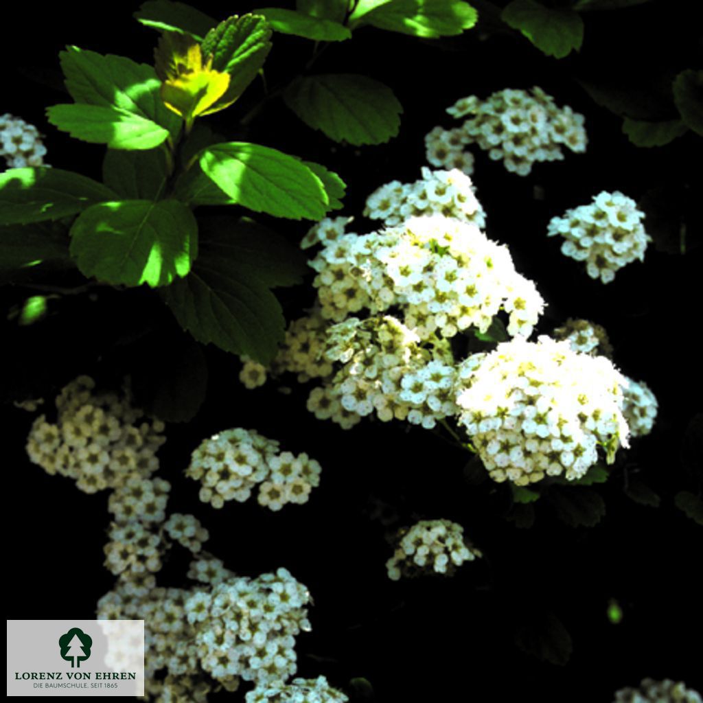 Spiraea betulifolia