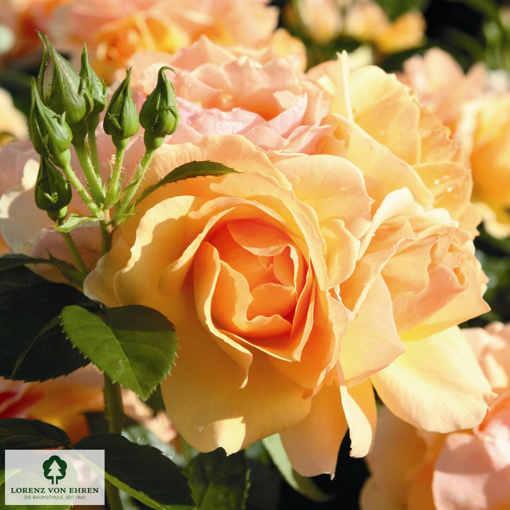 Rosa 'Hansestadt Rostock'