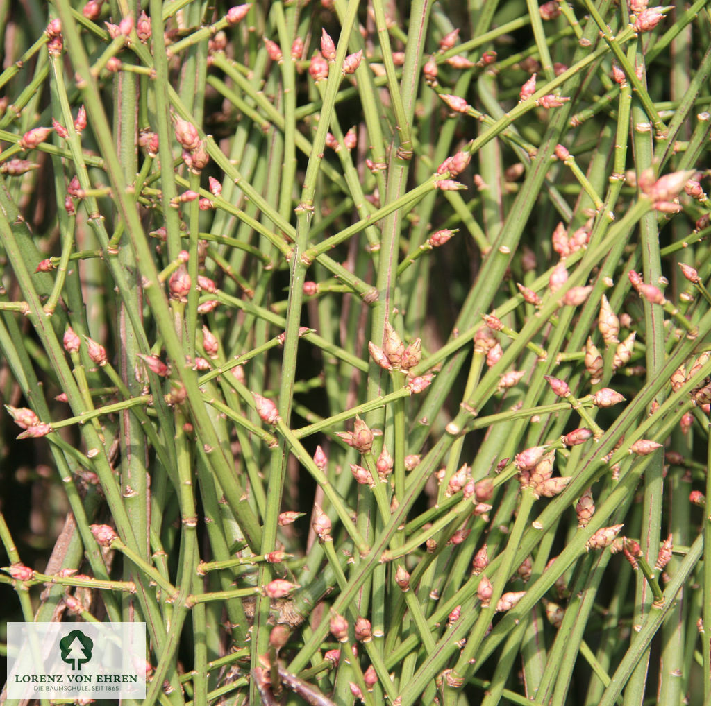 Euonymus alatus 'Compactus'