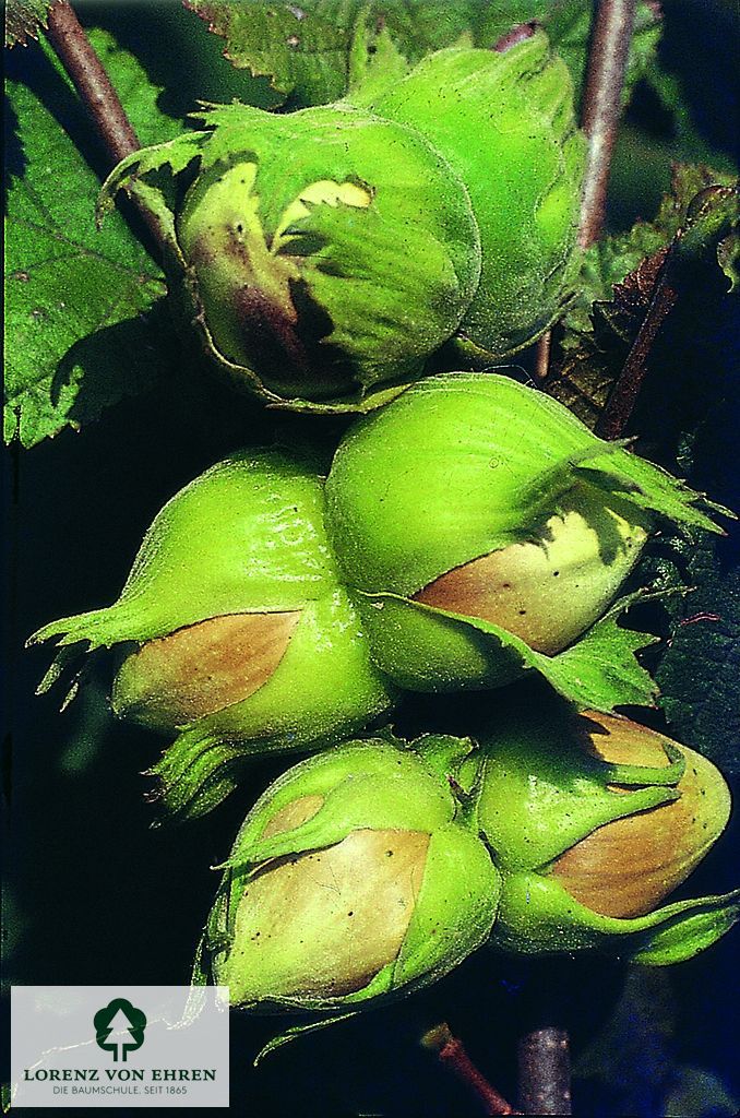 Corylus avellana 'Aurea'