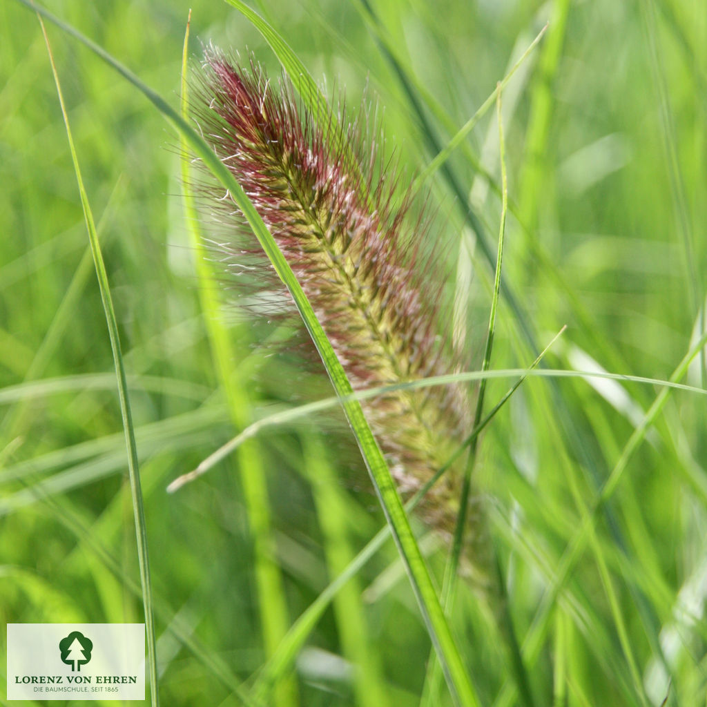 Pennisetum alopecuroides 'Compressum'