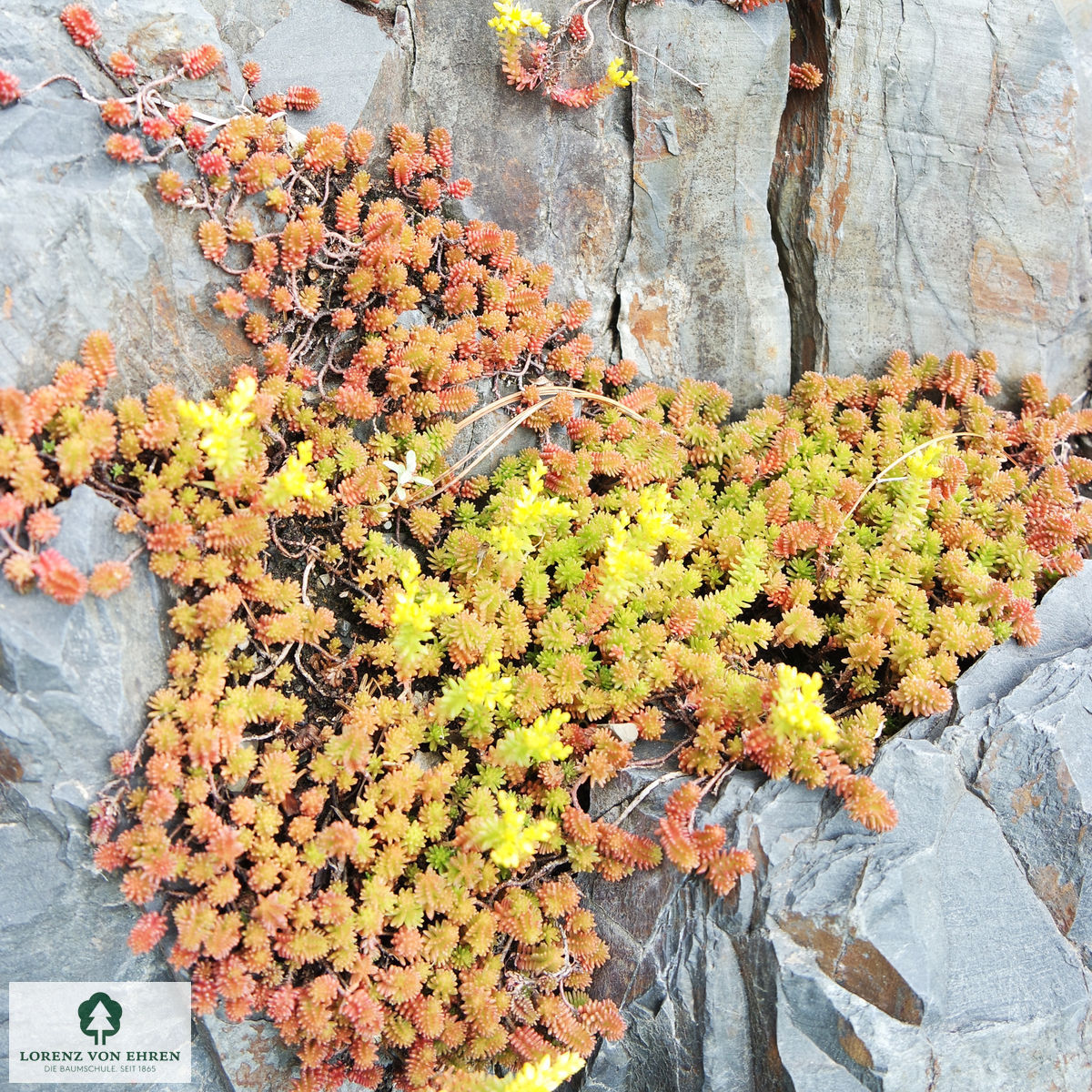 Sedum acre