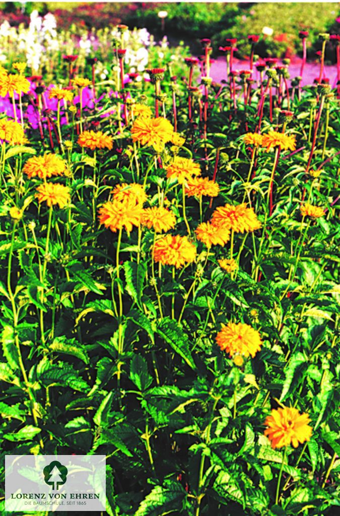 Heliopsis scabra 'Goldgefieder'