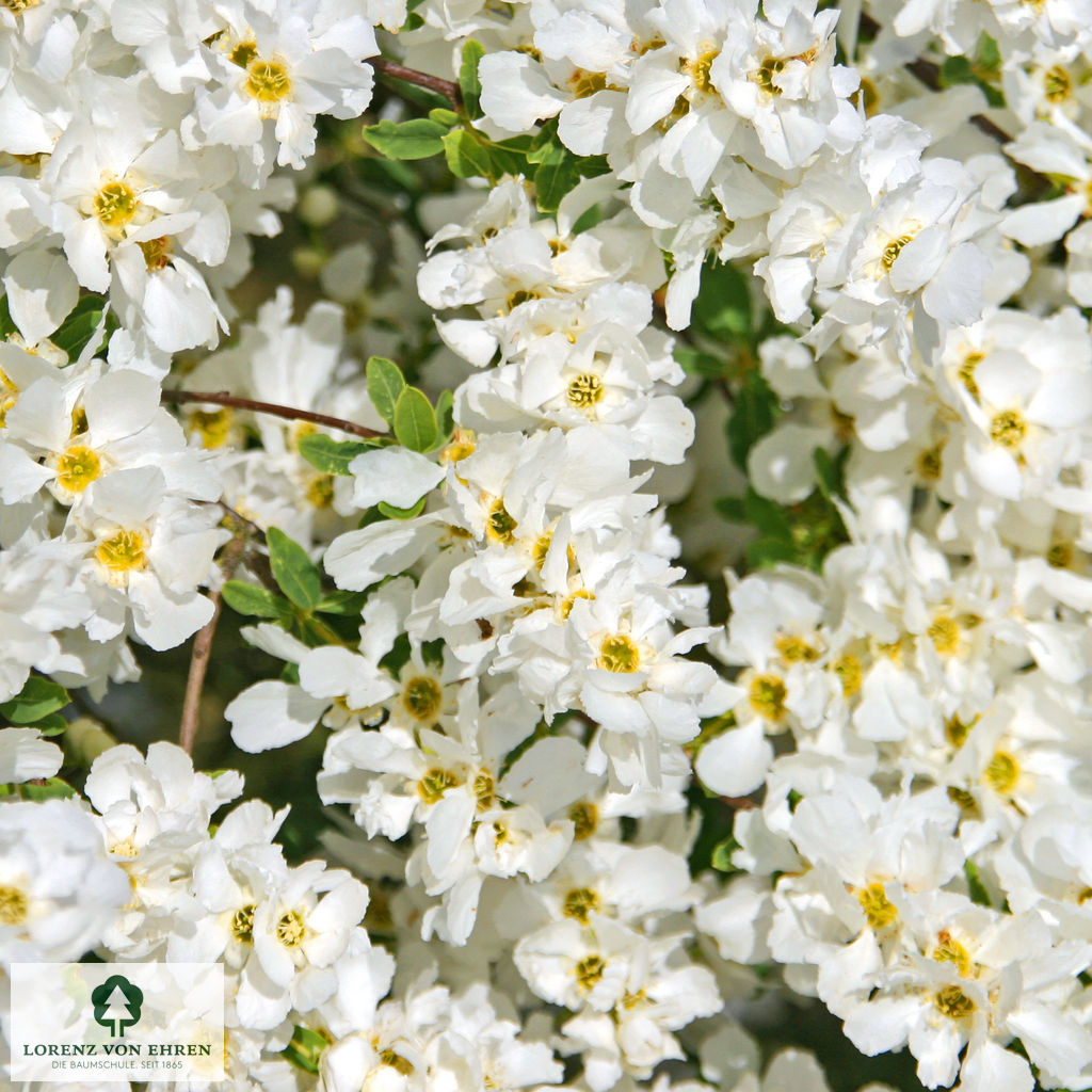 Exochorda macrantha 'The Bride'