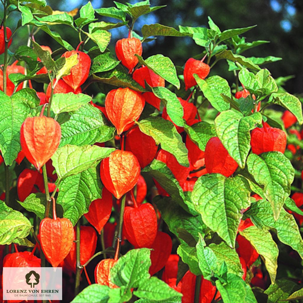 Physalis alkekengi franchetii