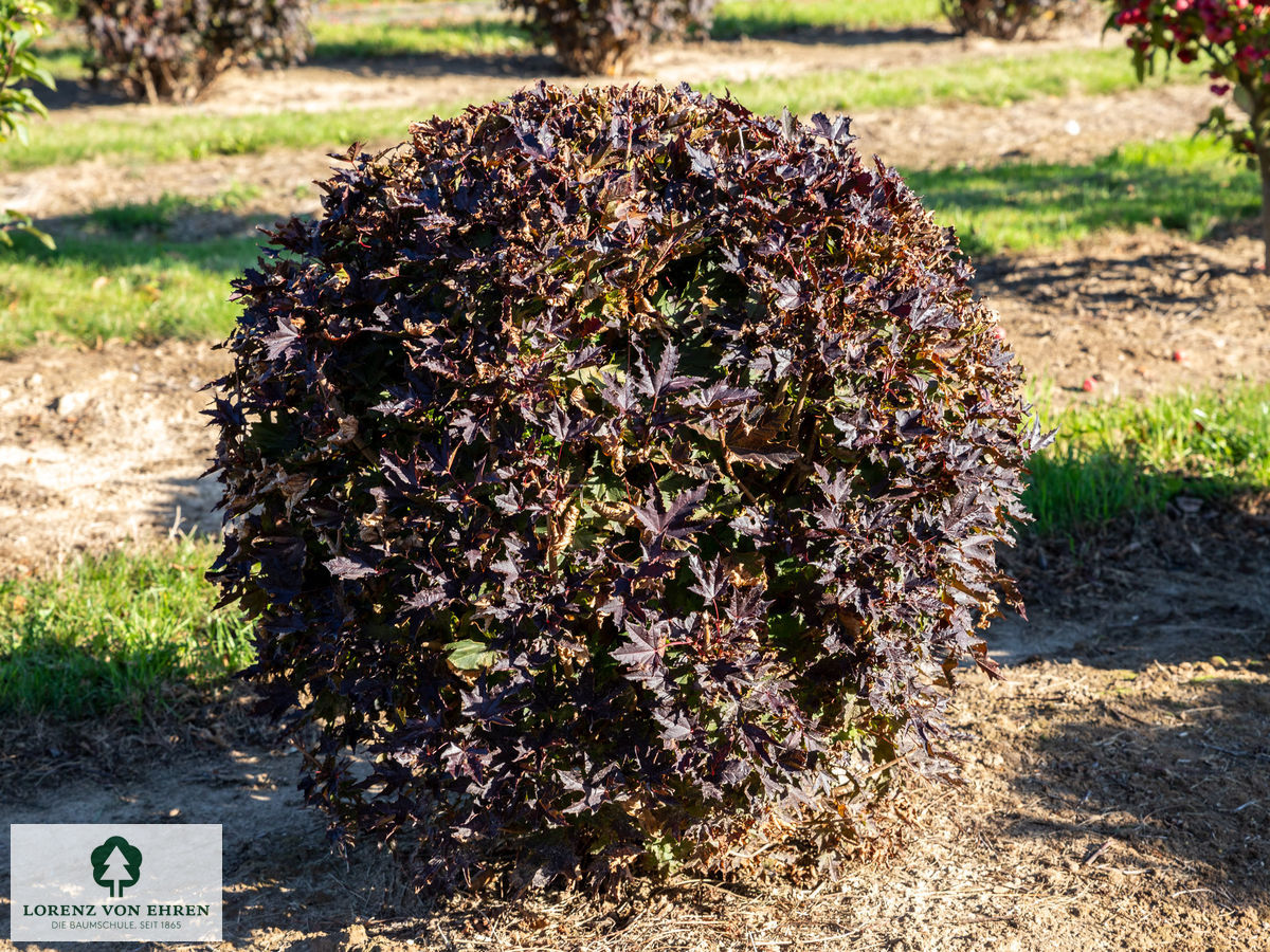 Physocarpus opulifolius 'Diabolo'