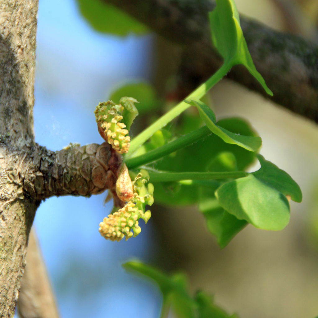 Eine wunderschöne Blüte des Ginkgo biloba-Baums, auch bekannt als der Ginkgo oder der Fächerblattbaum.