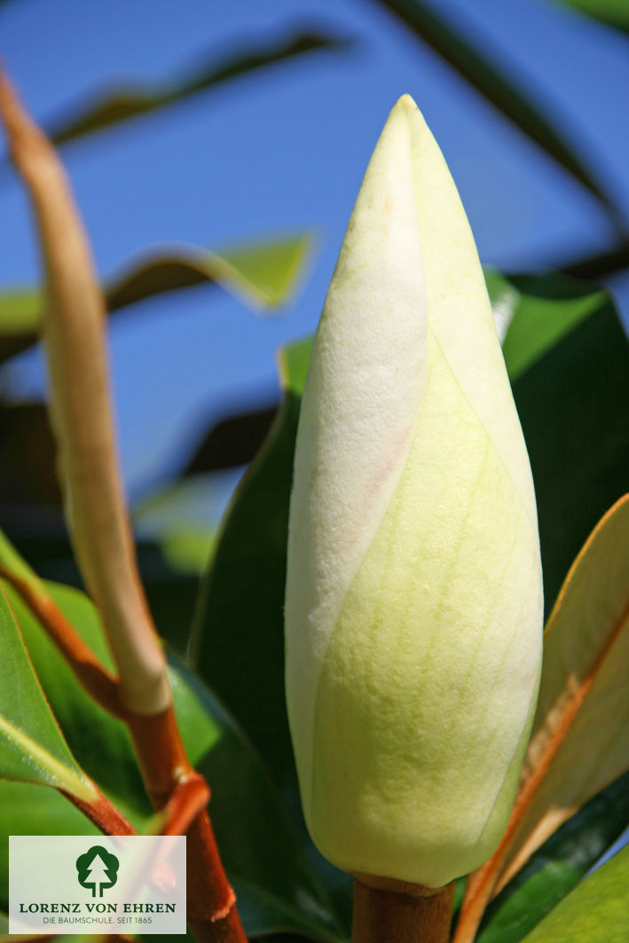 Magnolia grandiflora 'Blanchard'