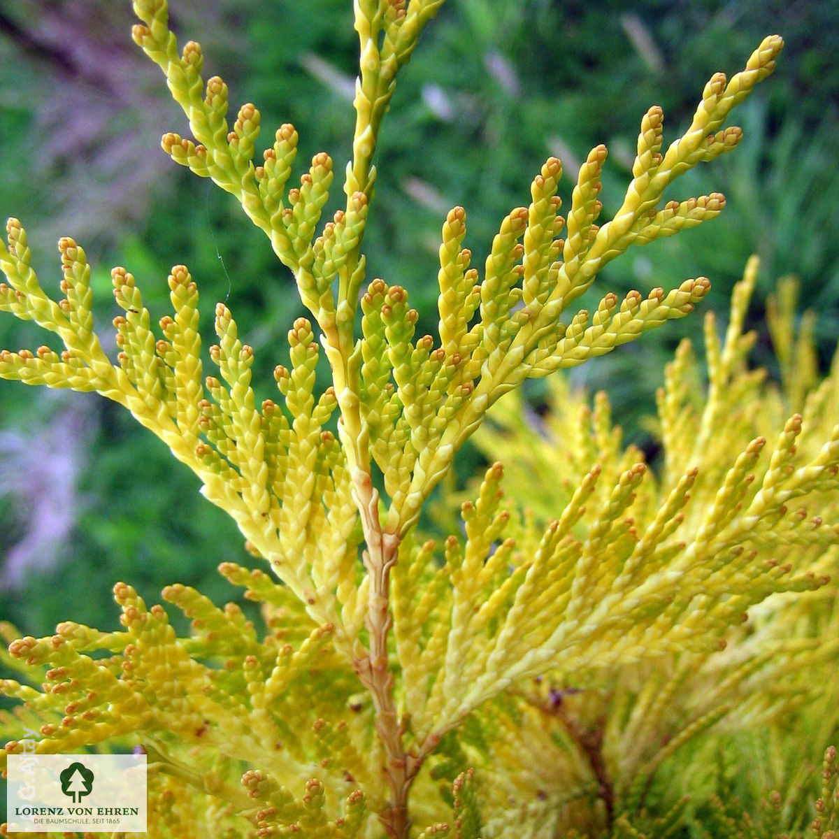 Thuja occidentalis 'Sunkist'