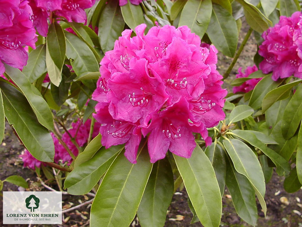 Rhododendron Hybride 'Old Port'