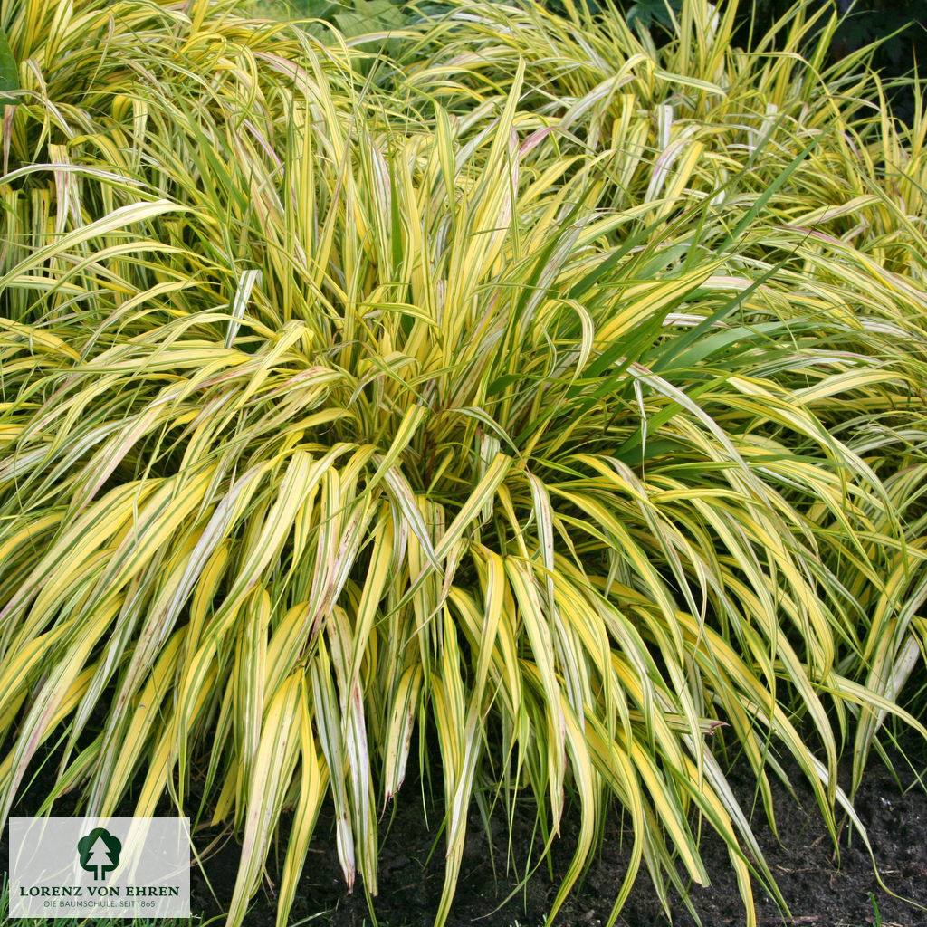 Hakonechloa macra 'Aureola'