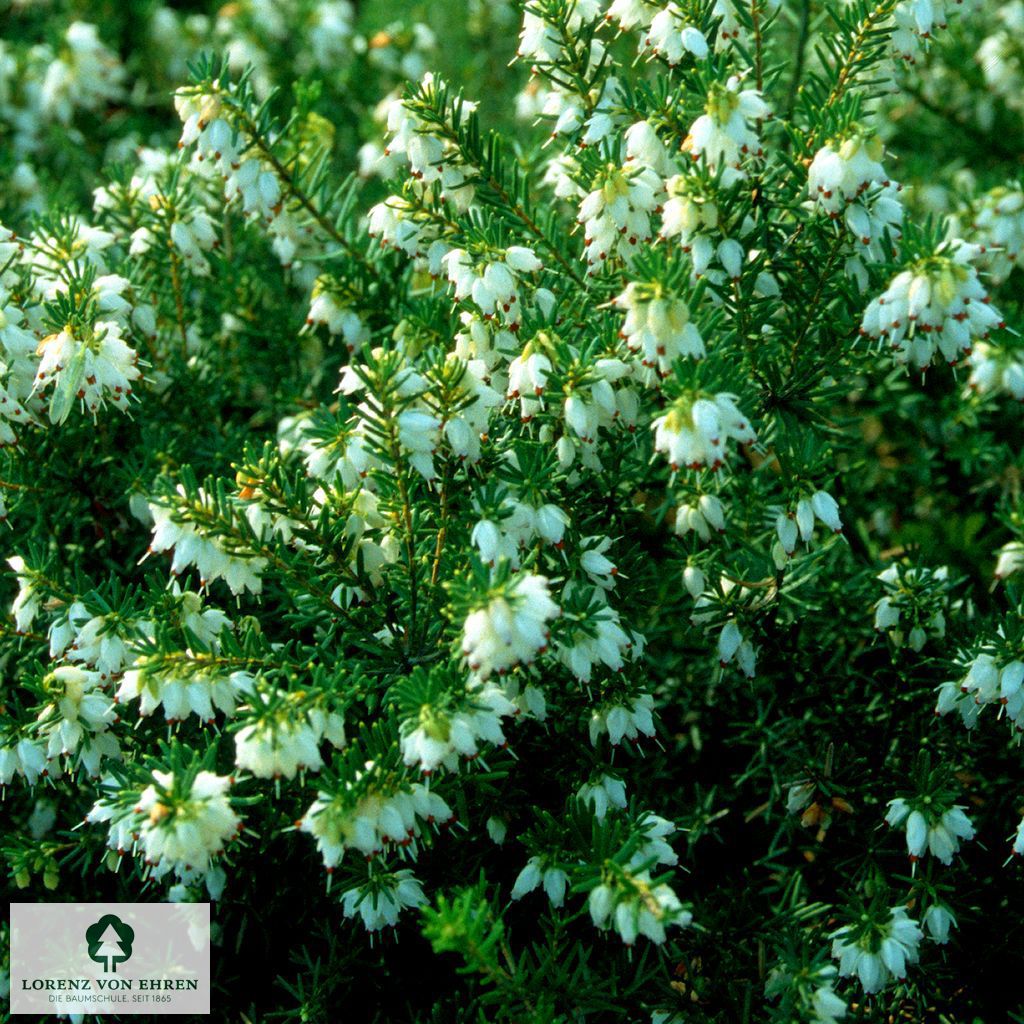 Erica darleyensis 'White Perfection'