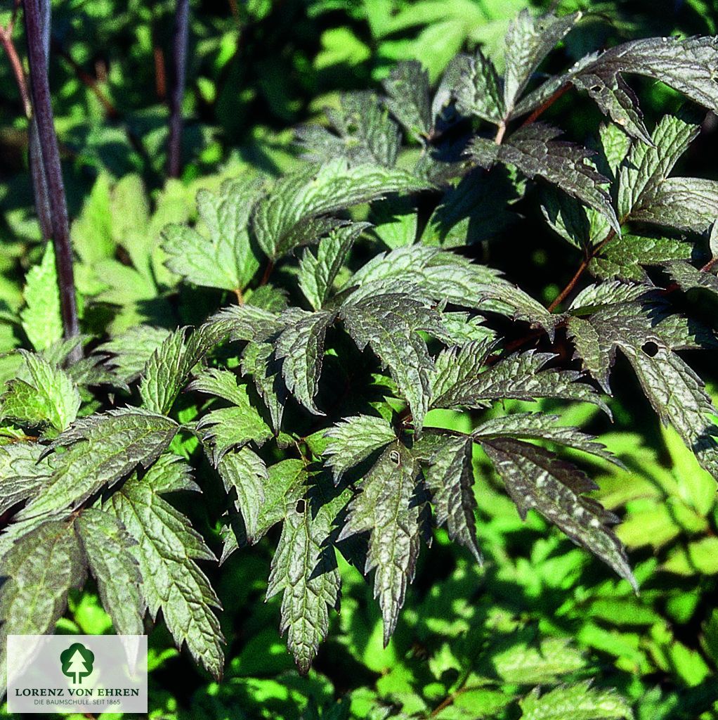 Cimicifuga ramosa 'Atropurpurea'